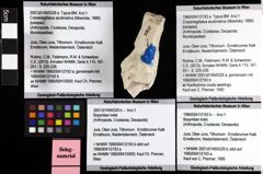 Foto (Objket + Etiketten) von Bopyridae indet. 